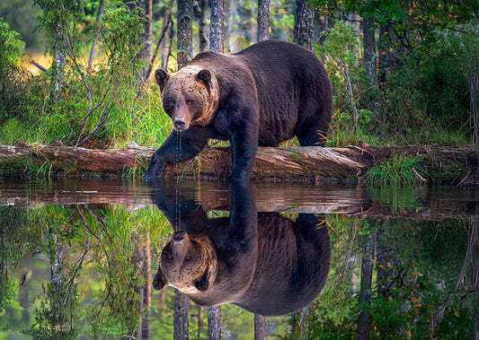The True Cost of Mined Diamonds: What Happens to the Wildlife
