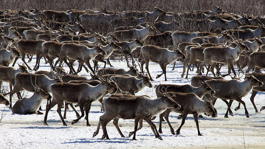 True Cost Of Mined Diamonds - Wildlife